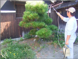 植木剪定・害虫防除